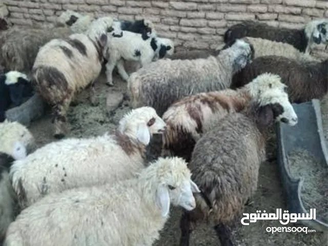 اغنام حلال طلیان