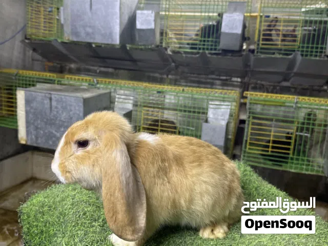 ارانب زينه للبيع