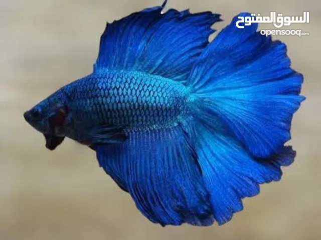 سمك فايتر متوفر عندي توصيل