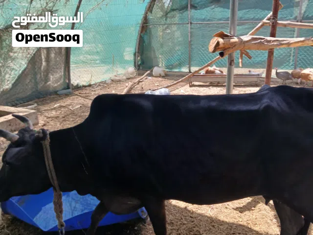 بقره عمانيه للبيع