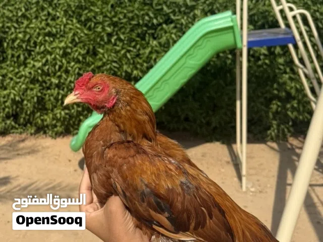 البيع ديك بكستاني جقيري اموره طيبه و الديج حار و يدور ً و في نسل الطير علي حجم زين و العمر11 شهر