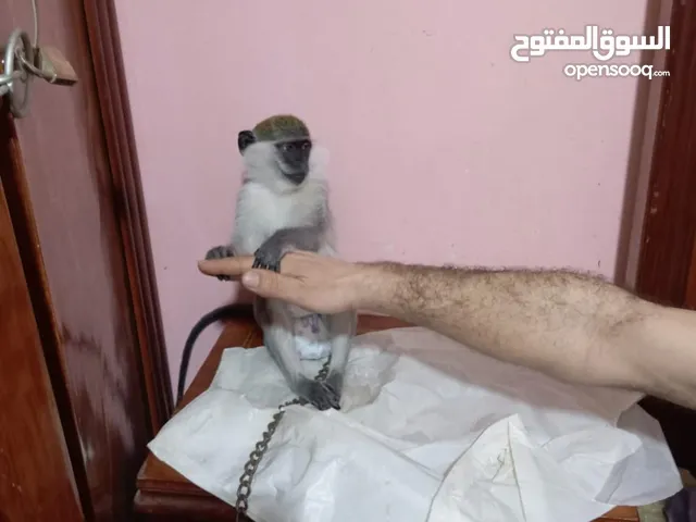 نسناس عبلنجي للبيع ذكر لعبي وهادي بسعر مناسب