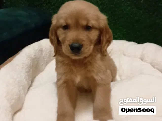 Golden retriever puppy