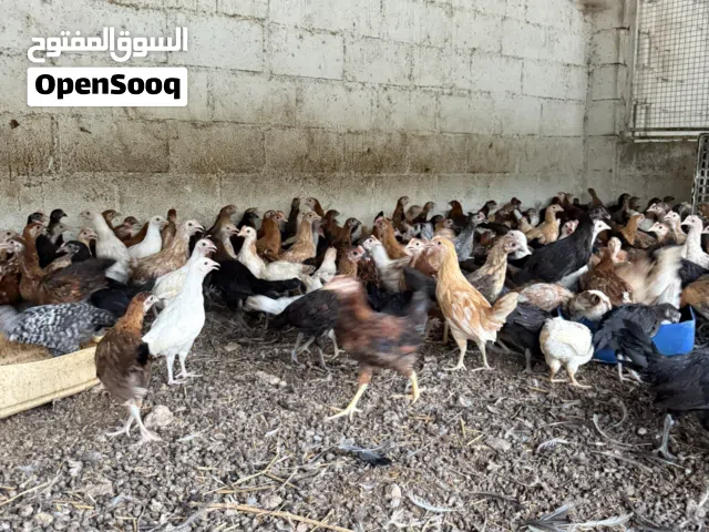 للبيع دجاج عماني محلي ويوجد سمان 3 بريال