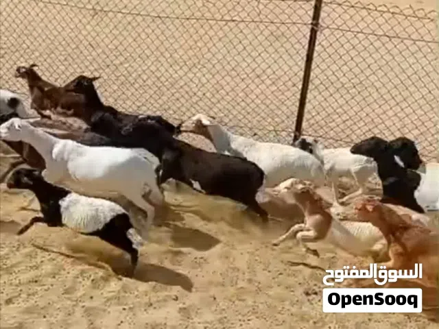 أمهات اغنام صومالية صحة ممتازة