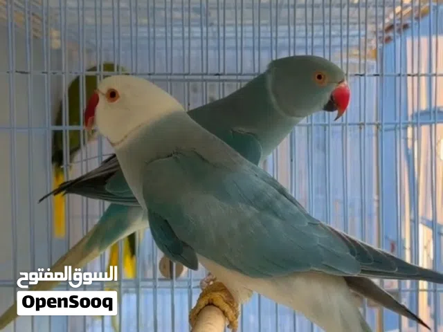الطفرة فايلوت بلو أزواج
