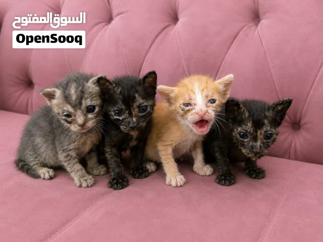 كتنز للتبني
