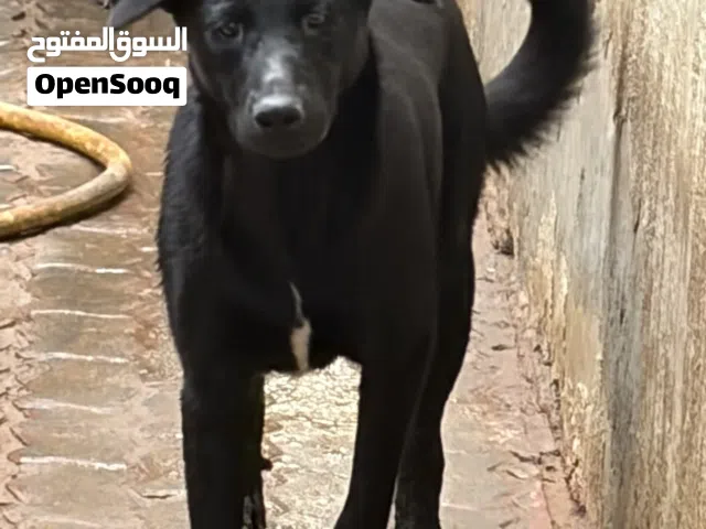 كلاب لابرادور ذكر و أنثى