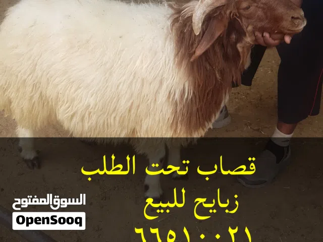 قصاب تحت الطلب الكويت لجميع مناطق الكويت