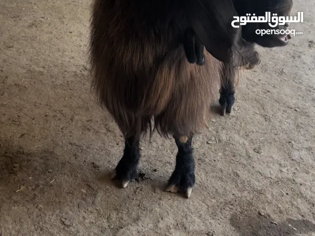 تيس هداد السن رباع