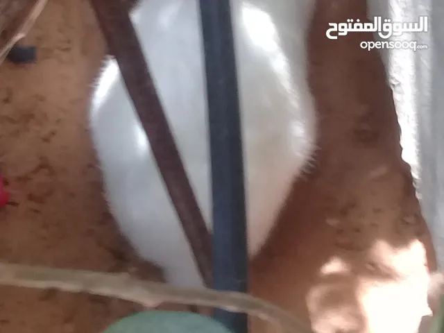 ارنبان مالطيان