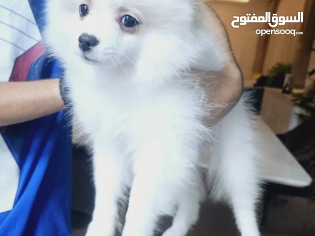 3 month old pure breed Pomeranian puppy.