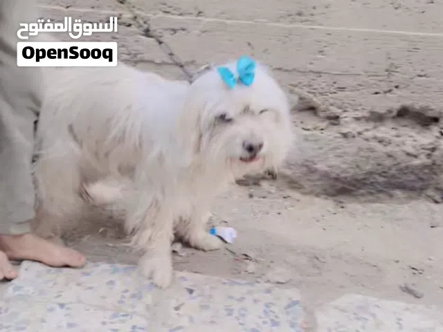 كلبه مالتيز