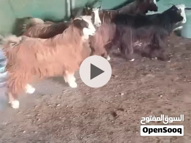 للبيع أغنام هوش جدايه ولاد سنه سمينات
