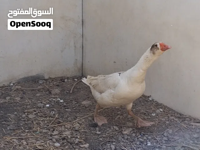 للبيع اوز ذكر