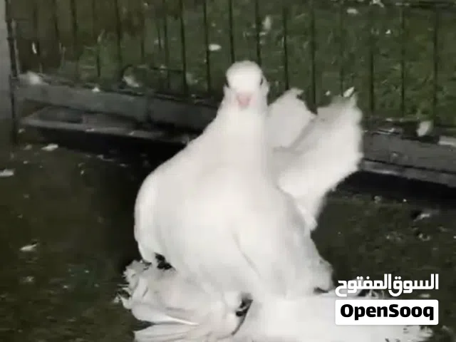 ذكر روسي فل