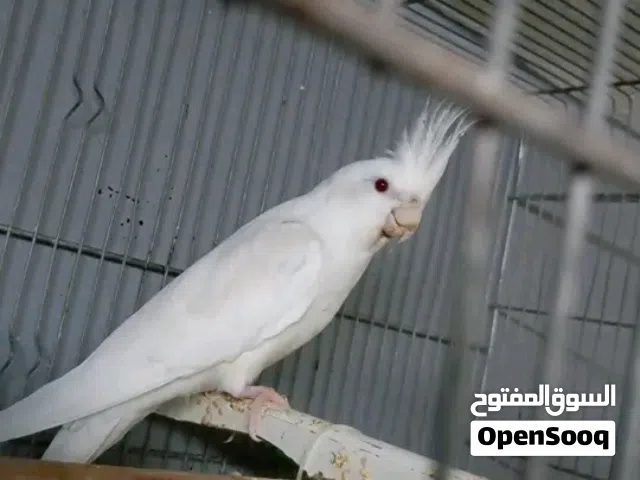 كوكتيل للبيع