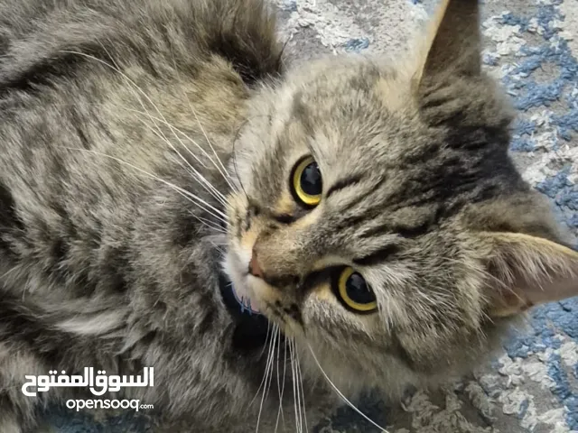 قط للتبني لشخص يعرف للقطط ويهتم معقم ومطعم ولديه طعام لفترة معينة وحمام خاص والعاب