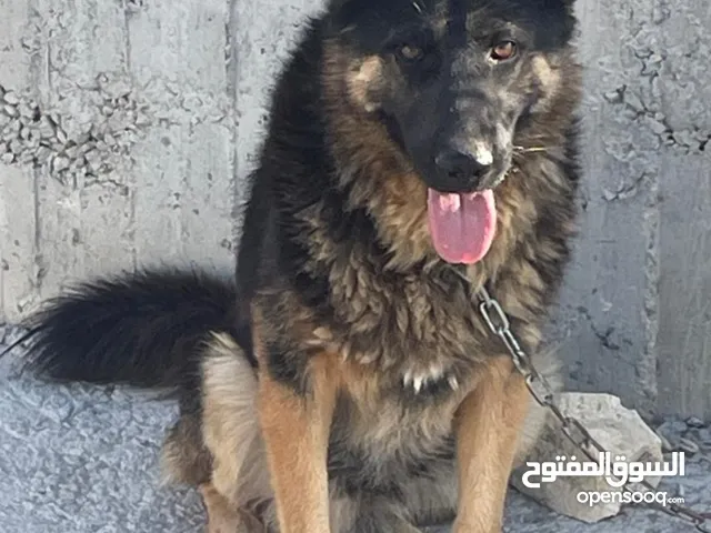 كلاب الجيرمن شبر المميزة
