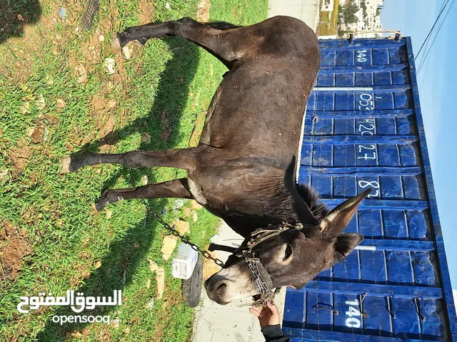 حمار للبيع موجود بالخليل _حلحول