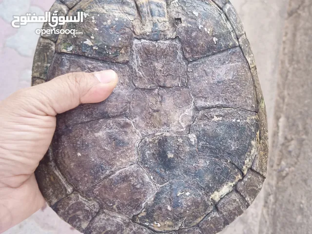 سلحفاة برمائية للبيع