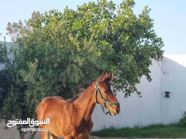 فلو انتاج محلي اتقليزي عمره 4 شهور بي كتيب