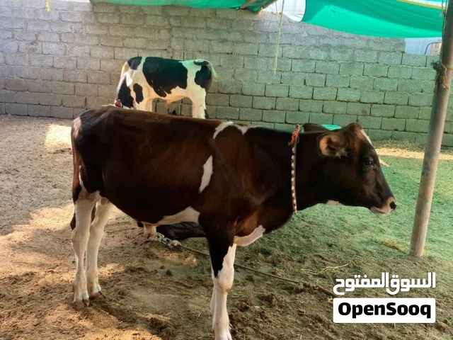 عجل نمساوي ذخيرة رقم واحد