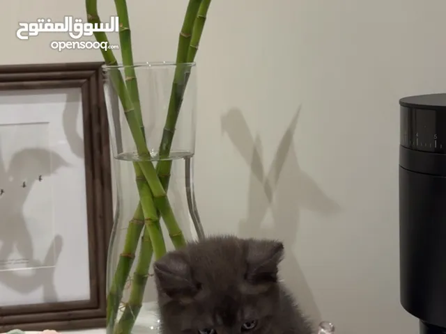 4 month old kitten