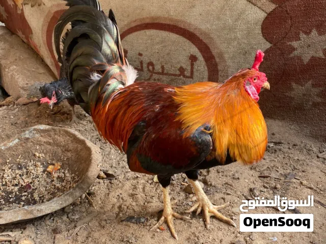 ديج شمسي كويتي الوصف مهم