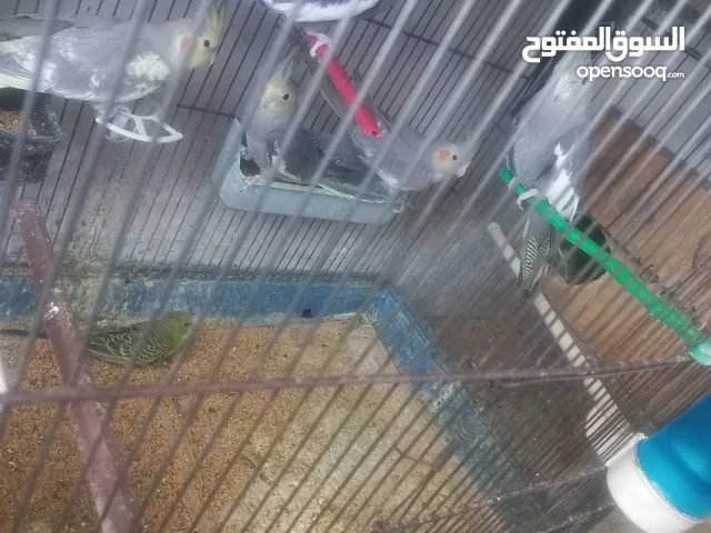 مخاليف كوكتيل  البيع