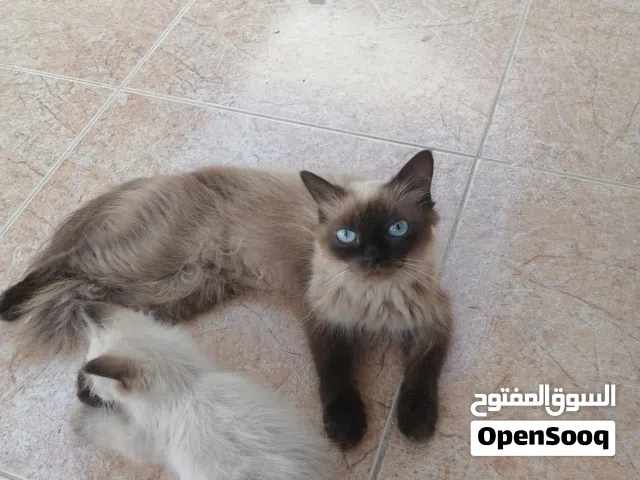 بيع قطه هملايا مع ولدها بسعر ارخص من السوق