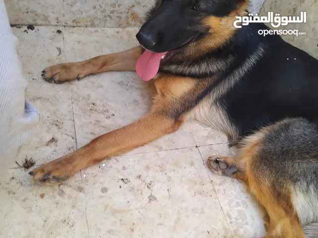 كلبة انثى جيرمن