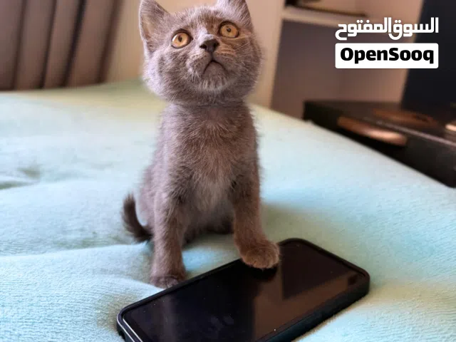 Russian Gray Kitten for Sale – كتن عمر شهرين انثى للبيع. (السعر قابل للتفاوض)