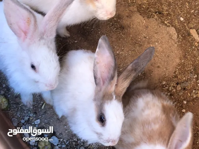 ارانب صحة ونضافة
