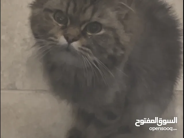 بسه للتبني ضايعه من صاحبها