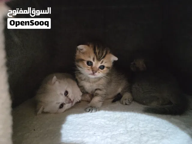 Scottish mixed + cat kit