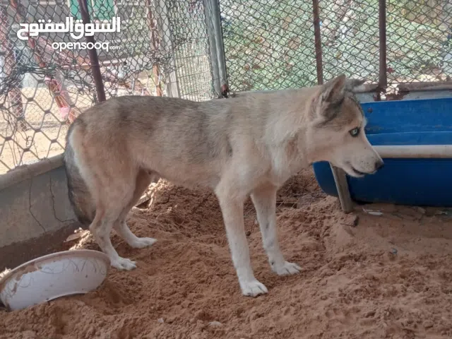 three husky’s for sell