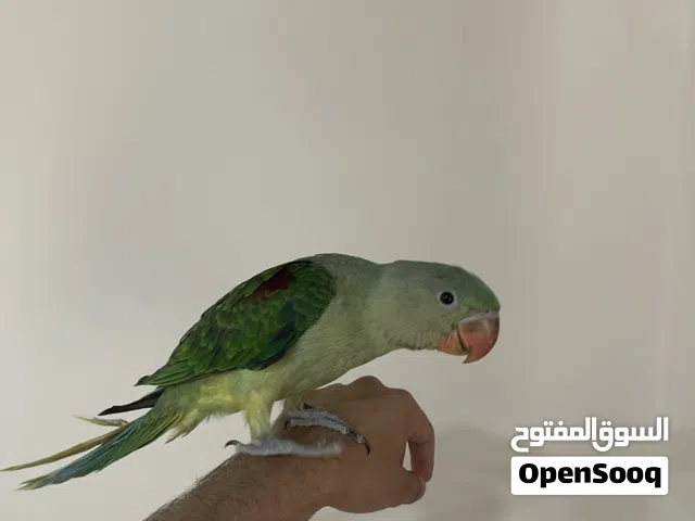 فرخ ببغاء درة نبيالي مع القفص للبيع