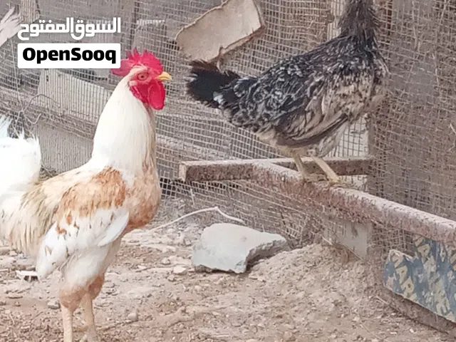دجاج للبيع