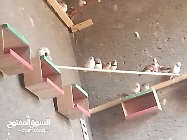 فنجس جامبو