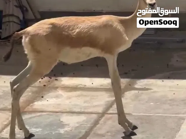 جدي غزال للبيع
