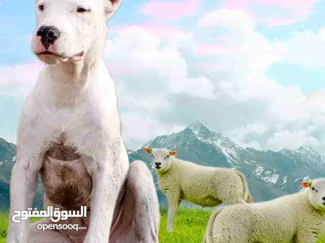 جراوي دوكو ارجنتيني فحل ونثيه