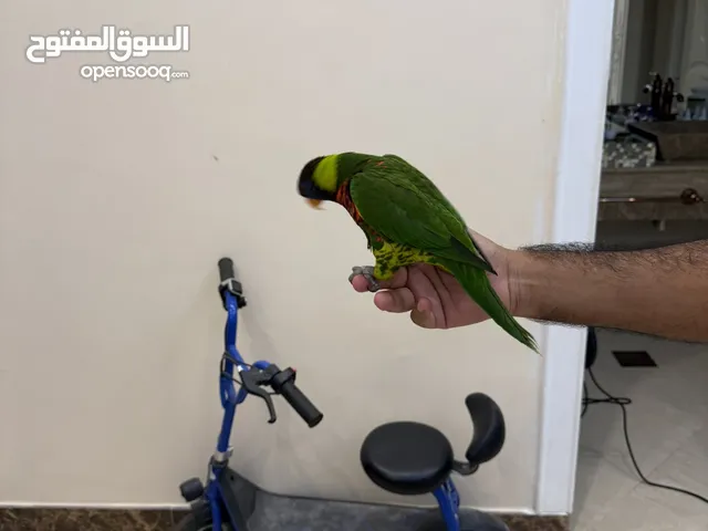 لوري اليف للبيع