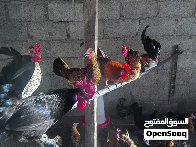 دجاج عمانيات وحبحب كويتي وباكستانيه وبولش إسباني ويوجد ذكور فرنسيات