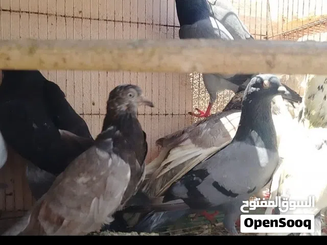 للبيع حمام عاديات اقرا الوصف تحت