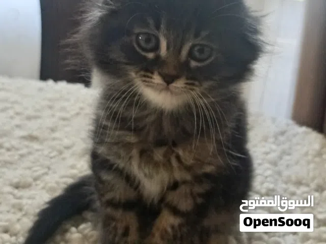 سكوتش ميكس اسود
