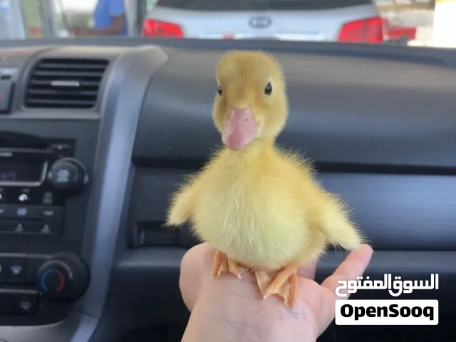 صيصان بطه أليف
