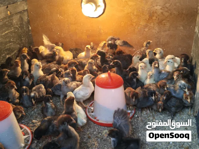 صيصان بلدي ،