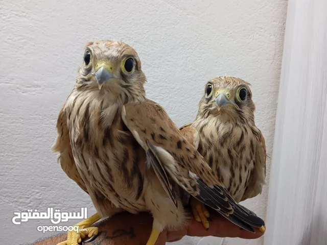 يوجد صقيريات اليفات وسناجب اليفه تمامن