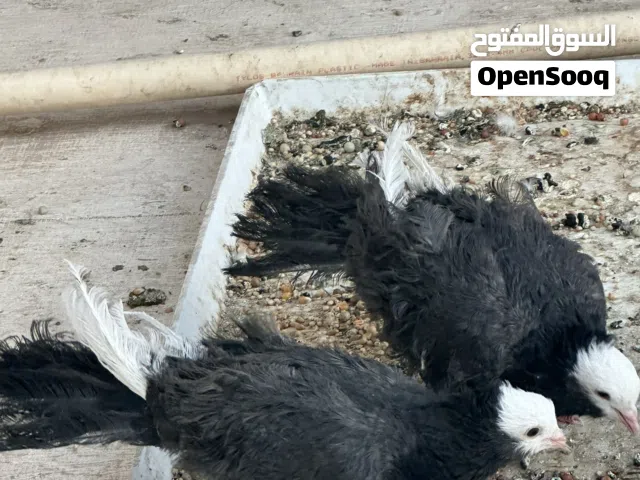 حمام نخب اول للبيع